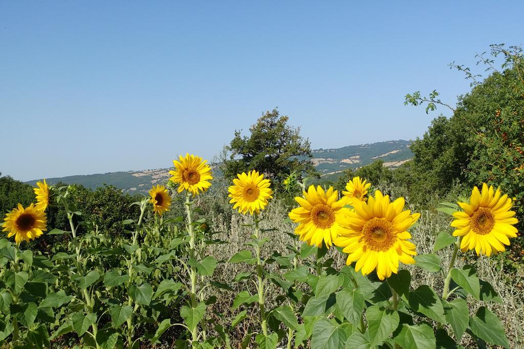 Podere Sant'Angelo Roccalbegna Kültér fotó